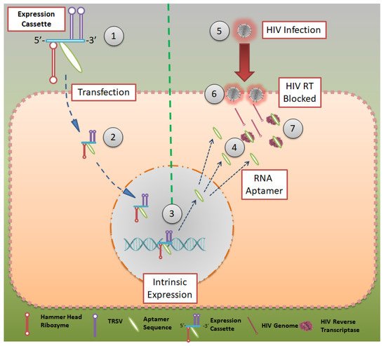 Pharmaceutics 13 01646 g003 550