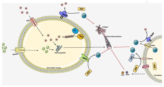 Biomolecules 11 01564 g003 550