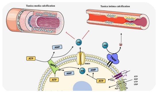 Biomolecules 11 01564 g004 550