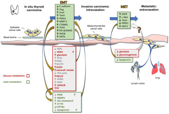 Endocrines 02 00038 g002 550