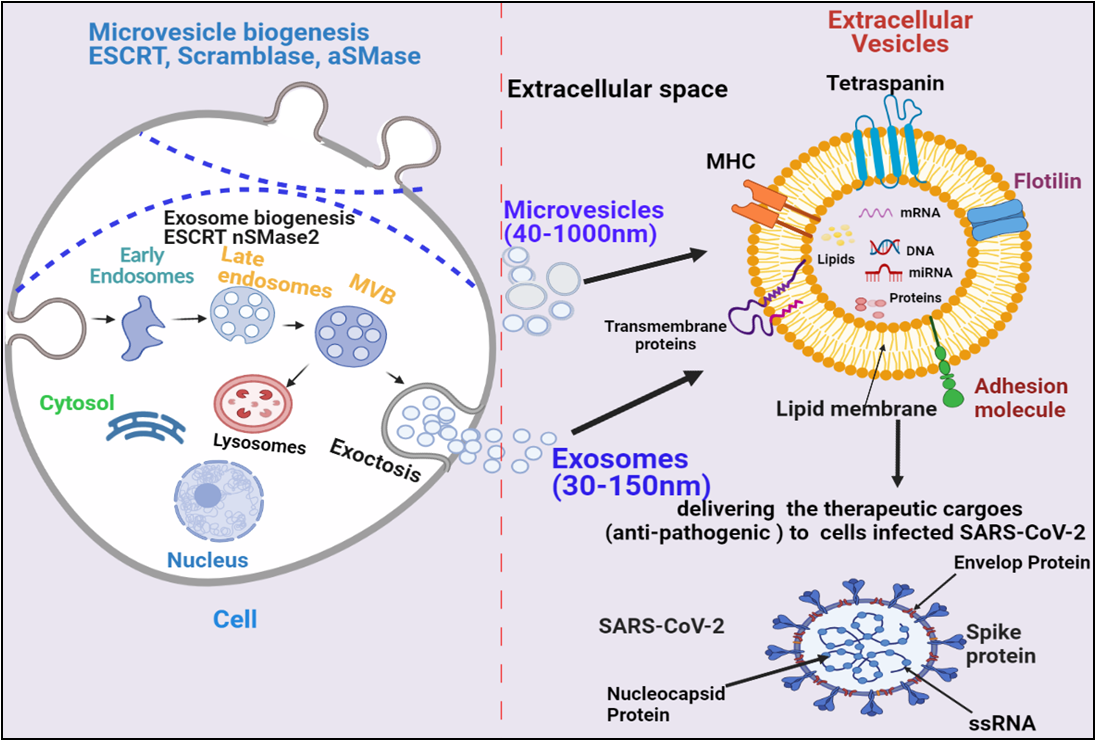 Figure. 1Biogenesis and secretion of EVs (microvesicles and exosomes) and their therapeutic role in COVID-19. The secretion of exosomes into the extracellular environmentundergoes three distinct steps: exosome biogenesis, intracellular trafficking of MVBs, and fusion of MVBs with the plasma membrane.Microvesicles are synthesized through direct outward budding and detachment of plasma membrane into the extracellular milieu. Several molecules are involved in the biogenesis of both microvesicles and exosomes (small GTPases, ESCRTs, ARRDC1,syndecan, ceramide, tetraspanins.). These EVs binds to SARS-COV-2 infected cells and deliver their therapeutic cargos to inhibit their pathogenesis.