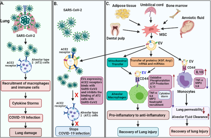 Figure 2. The pathogenesis of COVID-19 and its EV-mediated therapeutic recovery. (A) SARS-CoV-2 binds to ACE2 receptors on alveolar type 2 (AT2) cells in the lung, and induce cytokine storms leading to lung damage. (B and C). therapeutic effects; ACE2 receptors expressed on MSC-derived EVs, competitively bind to SARS-CoV-2 and inhibit the binding of the virus to AT2 cells, and consequently inhibit the viral infection. MSC-derived EVs transfer mitochondria and proteins (KGF, and AgoI), mRNA and miRNA via binding to CD44 receptors on macrophages and suppress the cytokine storm (IL-8, TNF-α, MIP2) and enhances anti-inflammatory cytokines (IL-10), ATP production, and oxidative phosphorylation, which helps in recovery of lung injury. MSC-derived EVs also bind to monocyte via CD44 receptors and repress cytokine storm and enhance anti-inflammatory cytokines IL-10, leading to recovery of the injury.