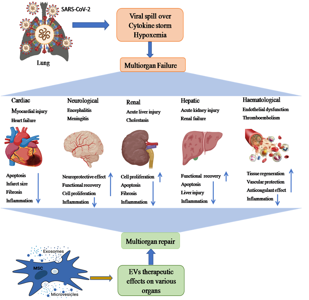 Figure 3: The schematic representation showing possible path of MSC-EVs (exosomes and microvesicles)-mediated therapy of SARS-CoV-2-induced multiple organ failure (heart, kidney, liver, brain injury, and hematological disorders). Multiple organ dysfunction mainly occurs by binding ACE2 receptors on different organs, cytokine storm, and hypoxemia. These multiorgan pathological aberrations could be recovered through anti-inflammatory, tissue regenerative and neuroprotective effects of EVs.