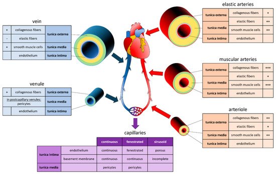 Bioengineering 08 00178 g001 550