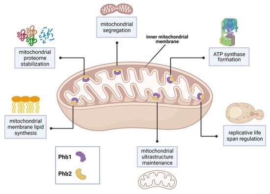 Microorganisms 09 02287 g001 550