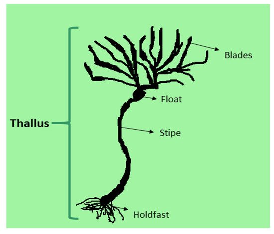 Heavy metals removal from contaminated solution using seaweed ...