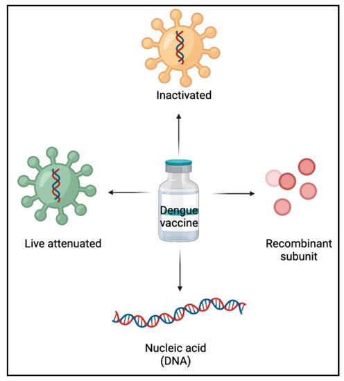 Dengue Vaccine Development | Encyclopedia MDPI