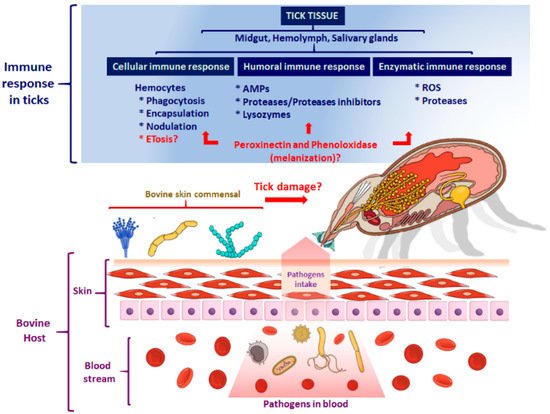 Pathogens 10 01511 g001 550