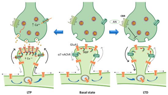 Biomolecules 11 01697 g001 550