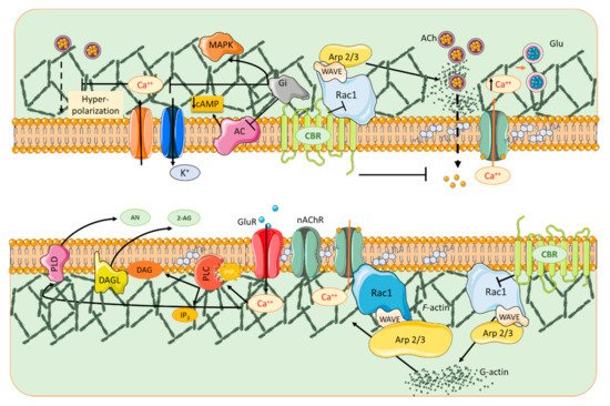 Biomolecules 11 01697 g003 550