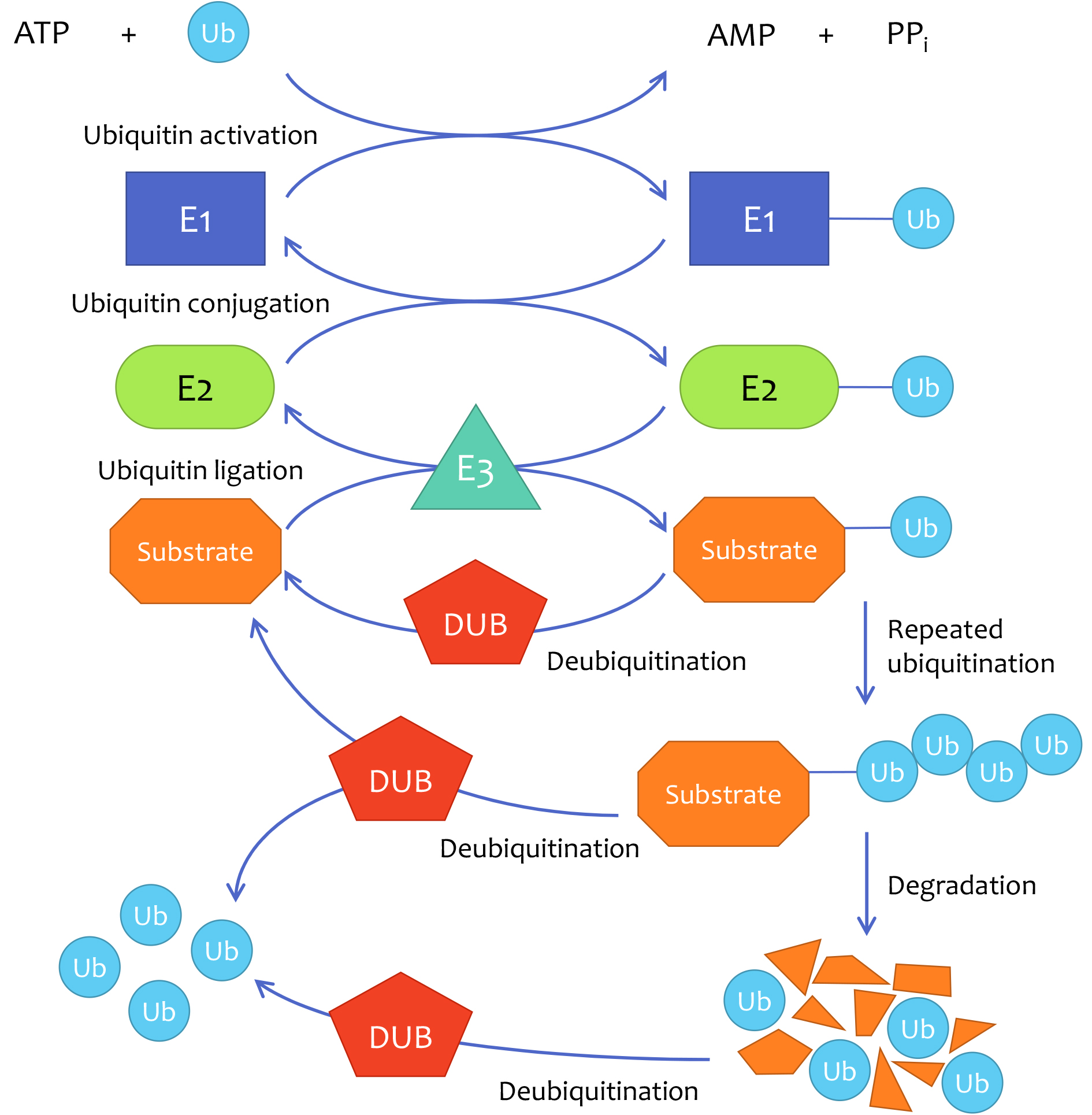 Fig 1