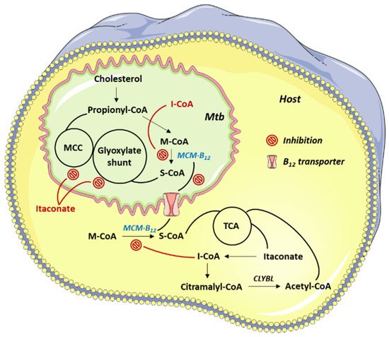 Molecules 26 07082 g003 550