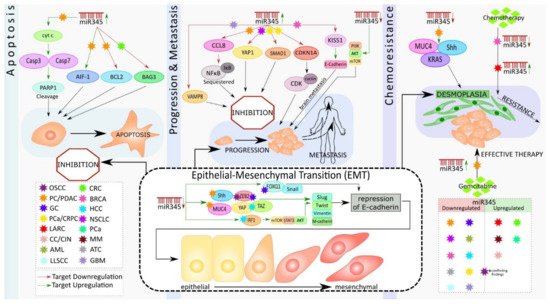 Pharmaceutics 13 01987 g001 550