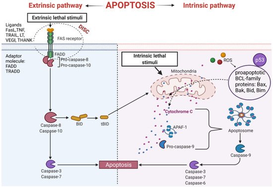 Role of Estrogen Receptor Status in PRODH/POX-Dependent Apoptosis/Survival  | Encyclopedia MDPI
