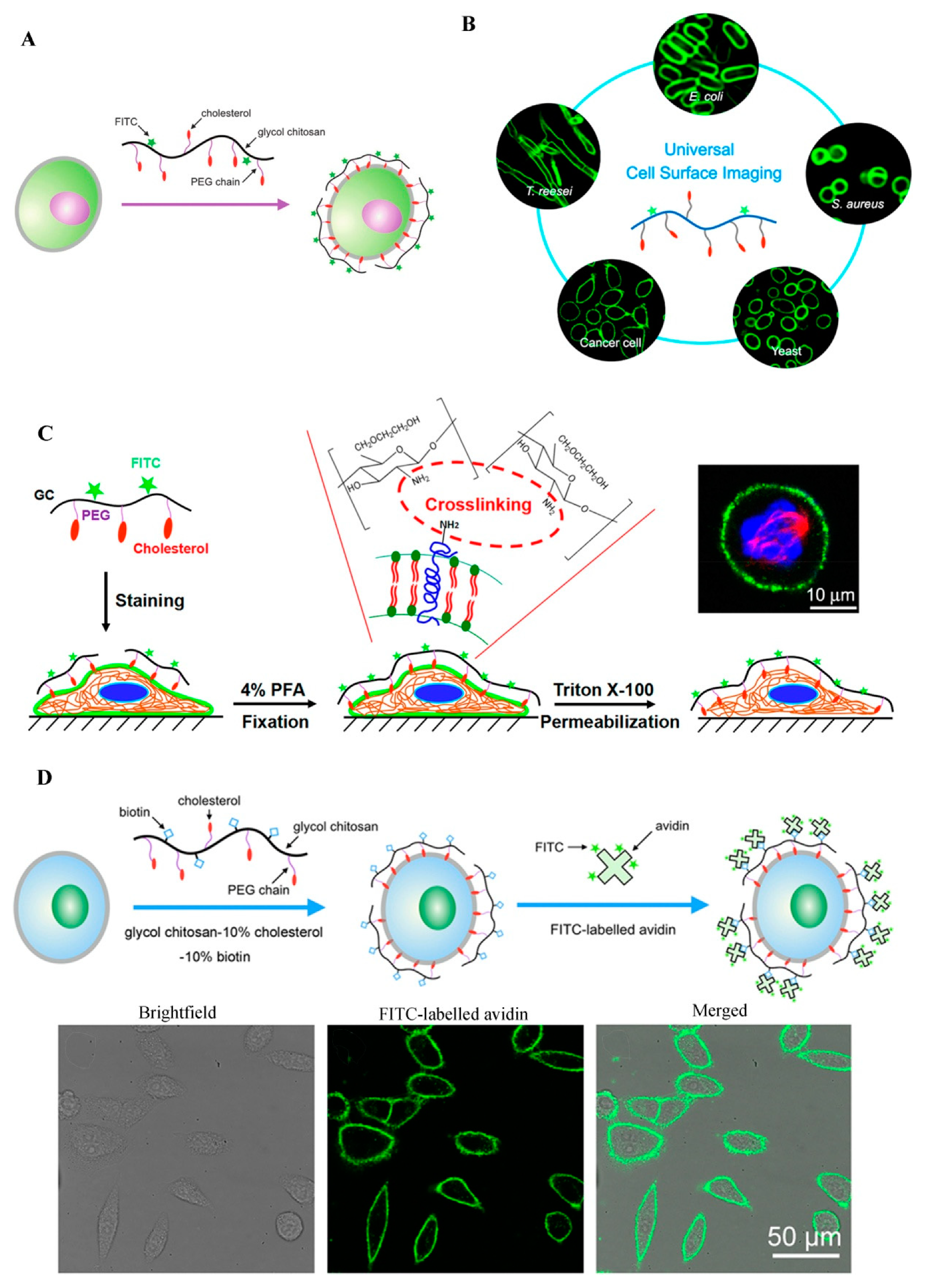 /media/item_content/202112/61b95ea920be6molecules-24-04371-g002.png