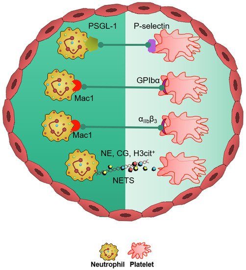 Biomedicines 09 01945 g001 550