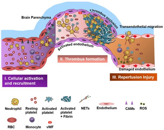 Biomedicines 09 01945 g002 550