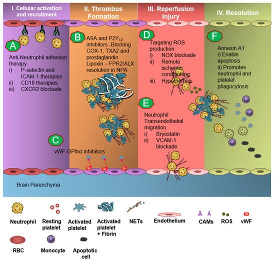 Neutrophils and Platelets: Immune Soldiers | Encyclopedia MDPI