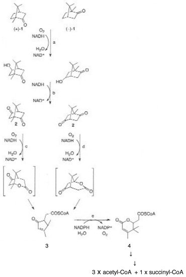 Microorganisms 09 02593 g002 550