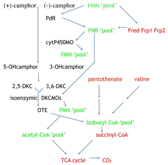 Microorganisms 09 02593 g015 550