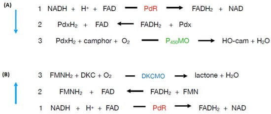 Microorganisms 09 02593 g017 550