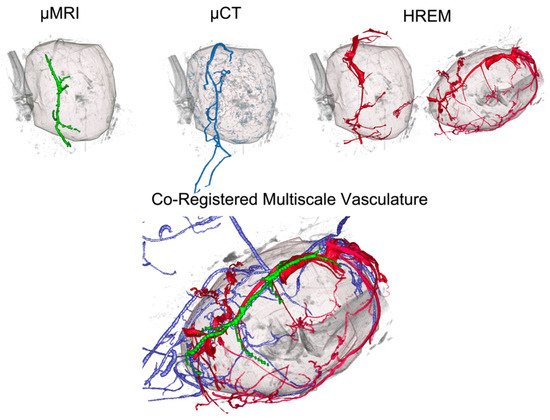 Biomedicines 09 01918 g003 550