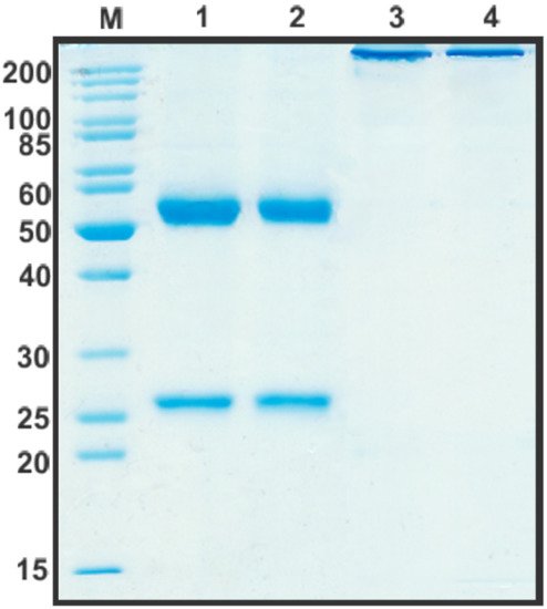 Biomolecules 11 01915 g011 550