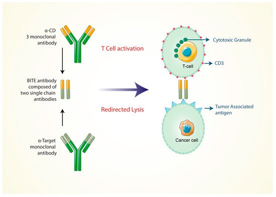 Recent Advancements In Cancer Immunotherapy | Encyclopedia MDPI