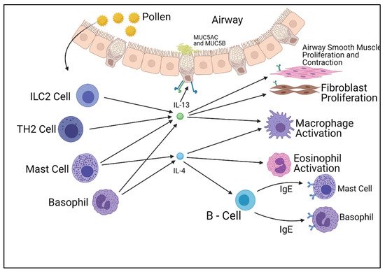 Inhibition of the IL-4 Cytokine Pathway for Asthma | Encyclopedia MDPI