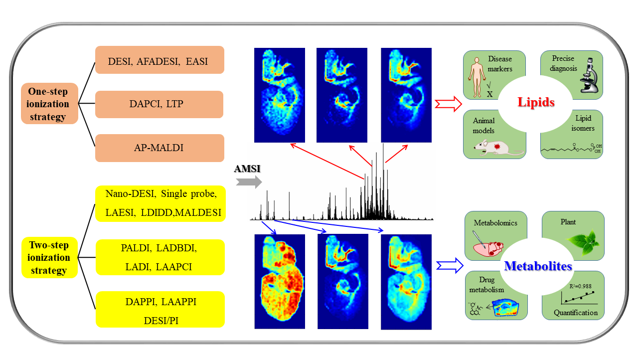 Figure 1. The schemes of ambient mass spectrometry imaging for lipid and metabolite analysis.