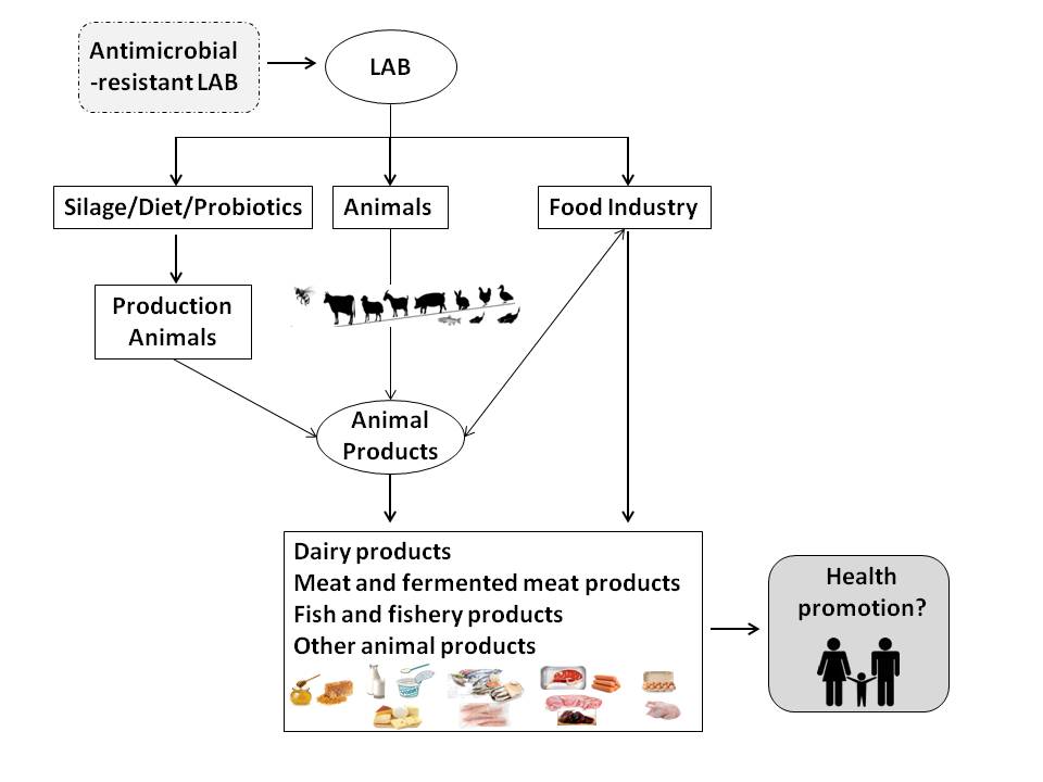 Figure 1. Application of lactic acid bacteria (LAB) in livestock production and animal products for human consumption and its potential implications for human health.