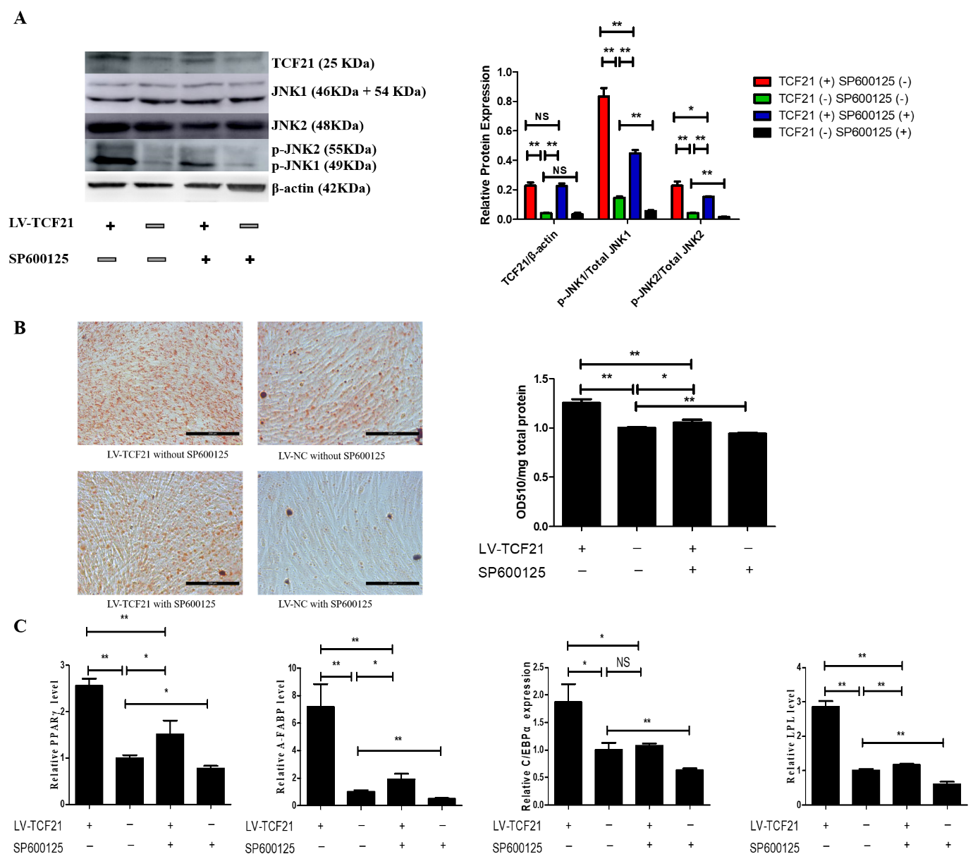 Inhibition of MAPK/JNK signaling attenuates TCF21-mediated enhancement of preadipocyte differentiation. At 24 h post-induction of differentiation, LV-TCF21 and LV-control preadipocytes were then incubated for an additional 24 h in differentiation medium containing either 0μM or 10μM SP600125. (A) Images for JNK1, JNK2, p-JNK1, p-JNK2, and β-actin expressions in LV-control or LV-TCF21 cells treated with 0μM or 10μM SP600126 by western blotting (representative of three independent experiments). Then the bands intensities were quantified by Image J software. Graphs are plotted as mean ± SE from three independent experiments. NS, no significance, * P < 0.05, ** P < 0.01; (B) Images for oil-red O staining of lipid droplets in differentiated LV-control or LV-TCF21 preadipocytes treated with 0μM or 10μM SP600125 (representative of three independent experiments). Then oil-red O dye was extracted from the cells in order to quantify staining intensity. Graphs are plotted as mean ± SE from three independent experiments relative to staining intensity of LV-control treated with 0μM SP600125. * P < 0.05, ** P < 0.01; (C) Expressions of pro-adipogenic genes in differentiated LV-control or LV-TCF21 preadipocytes treated with 0μM or 10μM SP600125 by real-time PCR. Graphs are plotted as mean ± SE from three independent experiments relative to the gene expression in LV-control treated with 0μM SP600125. NS, no significance, * P < 0.05, ** P < 0.01.