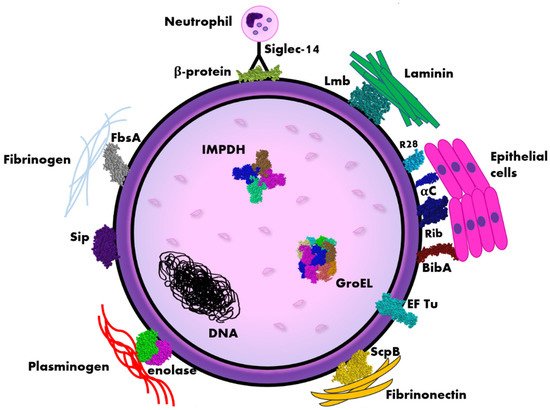 Immunogenic Proteins Of Group B Streptococcus | Encyclopedia MDPI