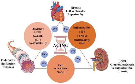 Antioxidants 11 00078 g001 550