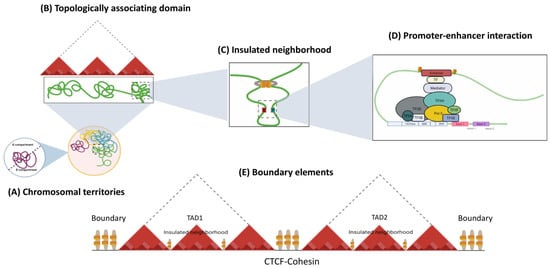 Three-Dimensional Genome Organization In Breast And Gynecological ...