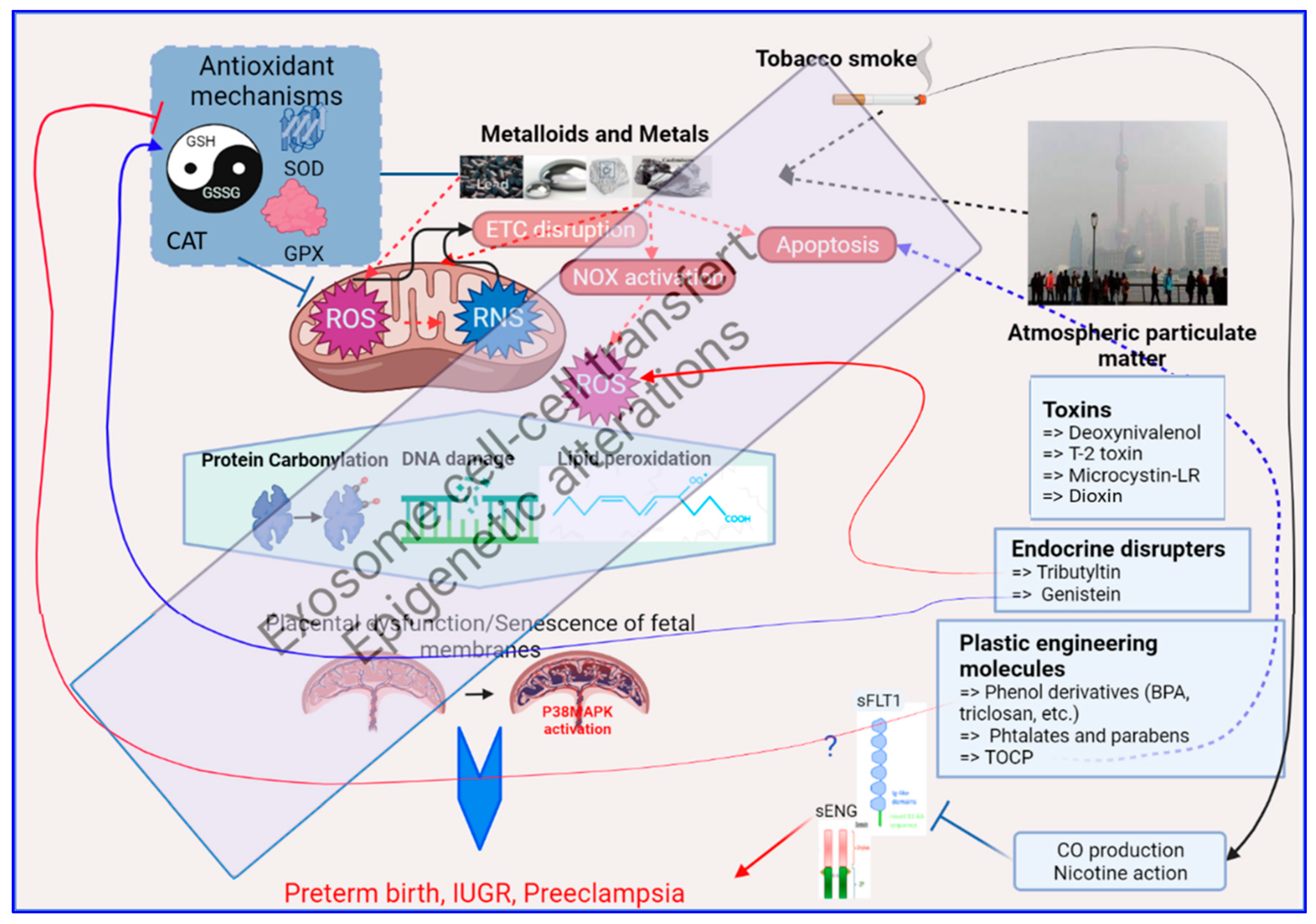 Antioxidants 11 00106 g003