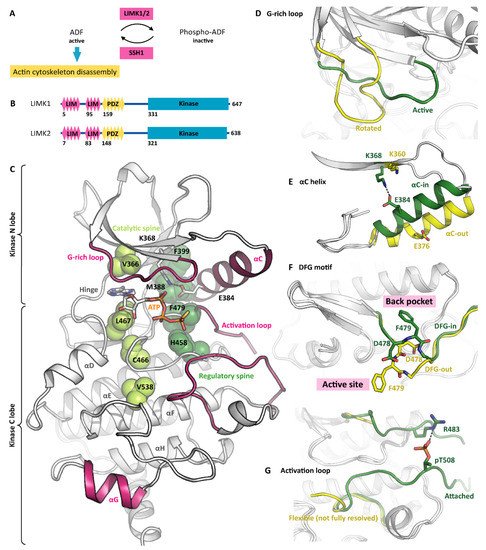 Cells 11 00142 g001 550