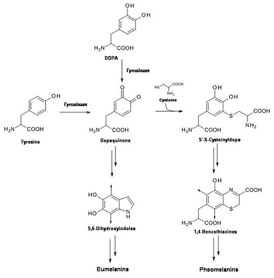 Pheomelanin Encyclopedia MDPI