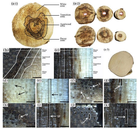 Forests 13 00043 g003 550