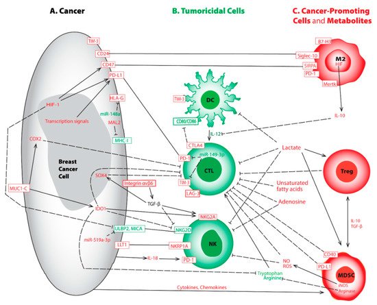 Cancers 14 00285 g001 550