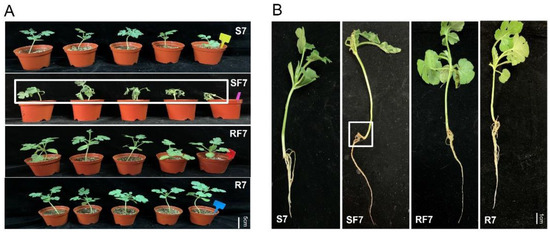 Plants 11 00156 g001 550