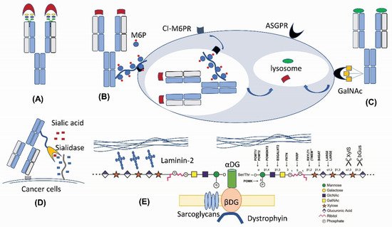 Antibodies 11 00005 g002 550