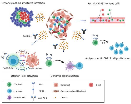 Potential Role of CXCL13/CXCR5 Signaling | Encyclopedia MDPI