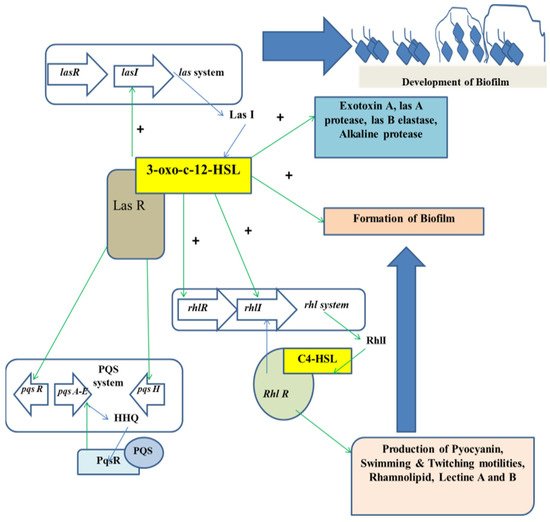 Antibiotics 11 00061 g001 550