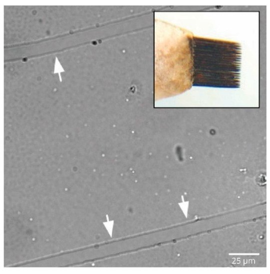 Ijms 23 00816 g002 550