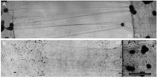 Ijms 23 00816 g004 550