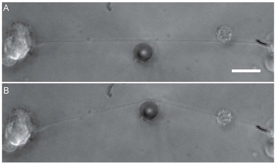 Ijms 23 00816 g005 550