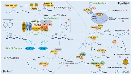 Cancers 14 00332 g002 550