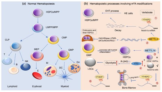 Cancers 14 00332 g003 550