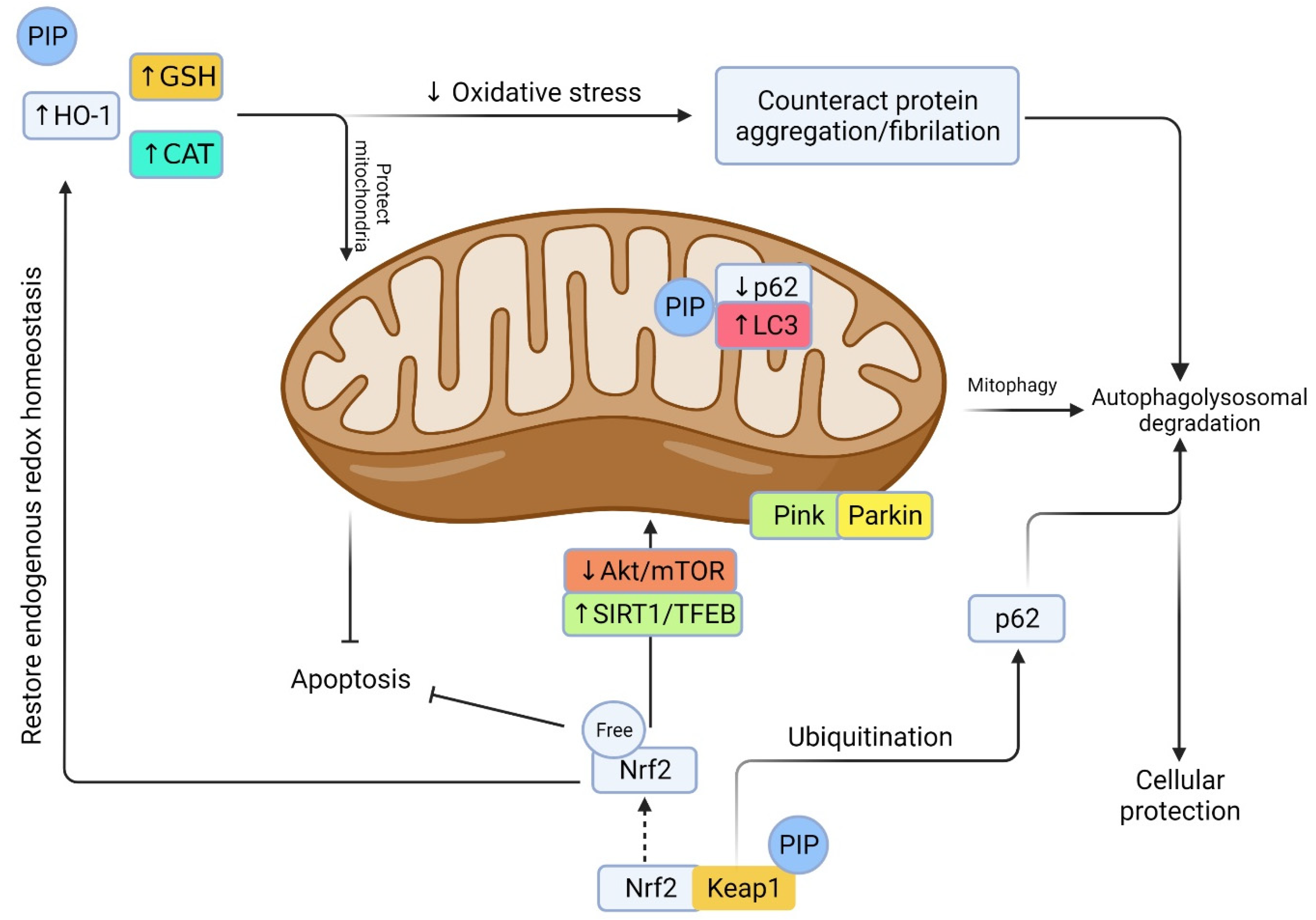 Biomedicines 10 00154 g004